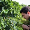 3 Senderos del Café Experiencias turísticas