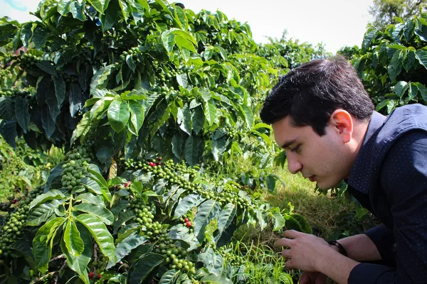 3 Senderos del Café Experiencias turísticas