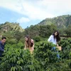 5 Senderos del Café Experiencias turísticas