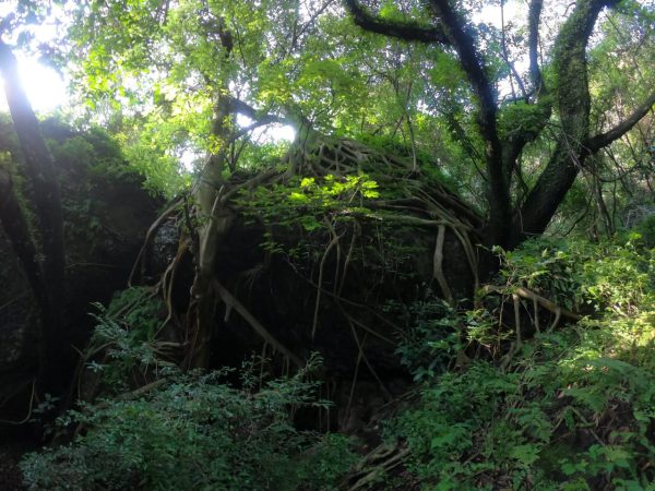 Ruta Mázatl